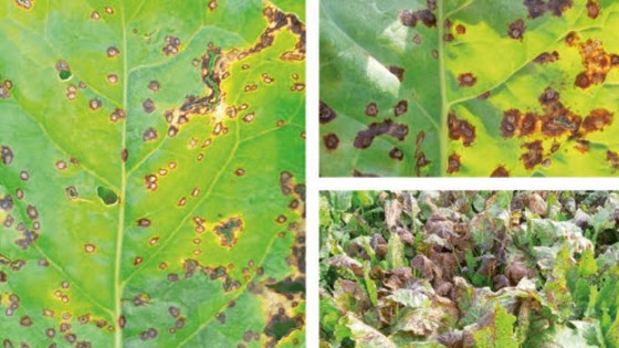 Cercospora